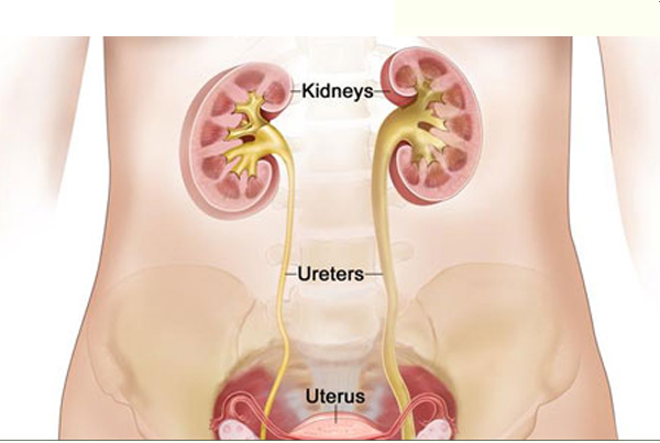 Best Doctor for Kidney Cancer