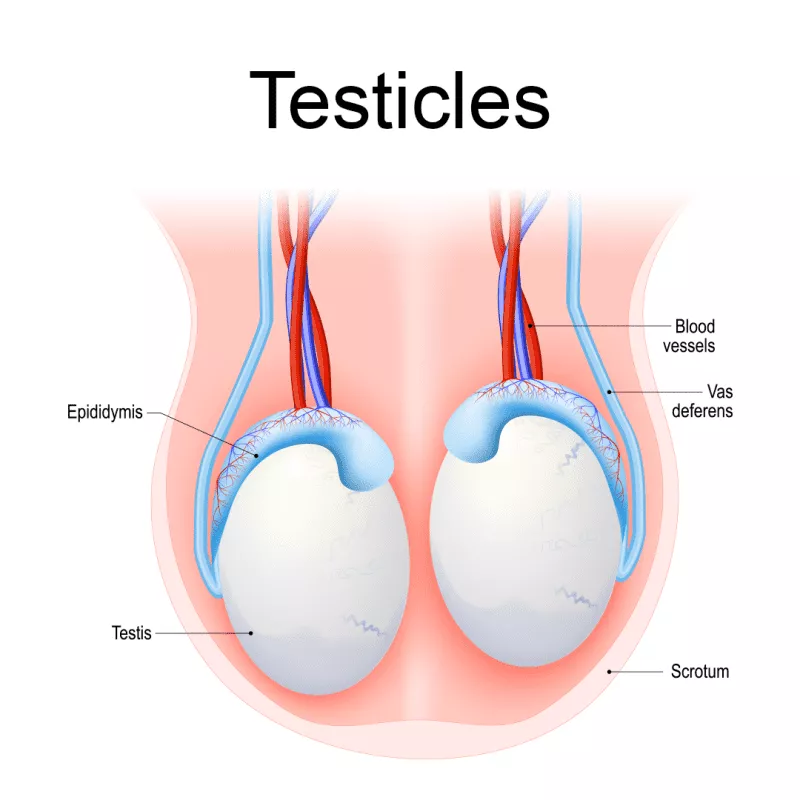 BEST DOCTOR FOR TESTIS PROBLEMS