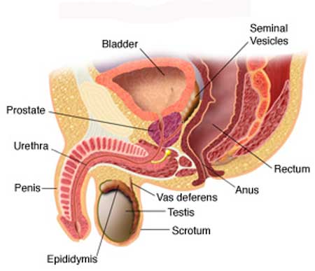 Â Best Laser Surgery for ProstateÂ 